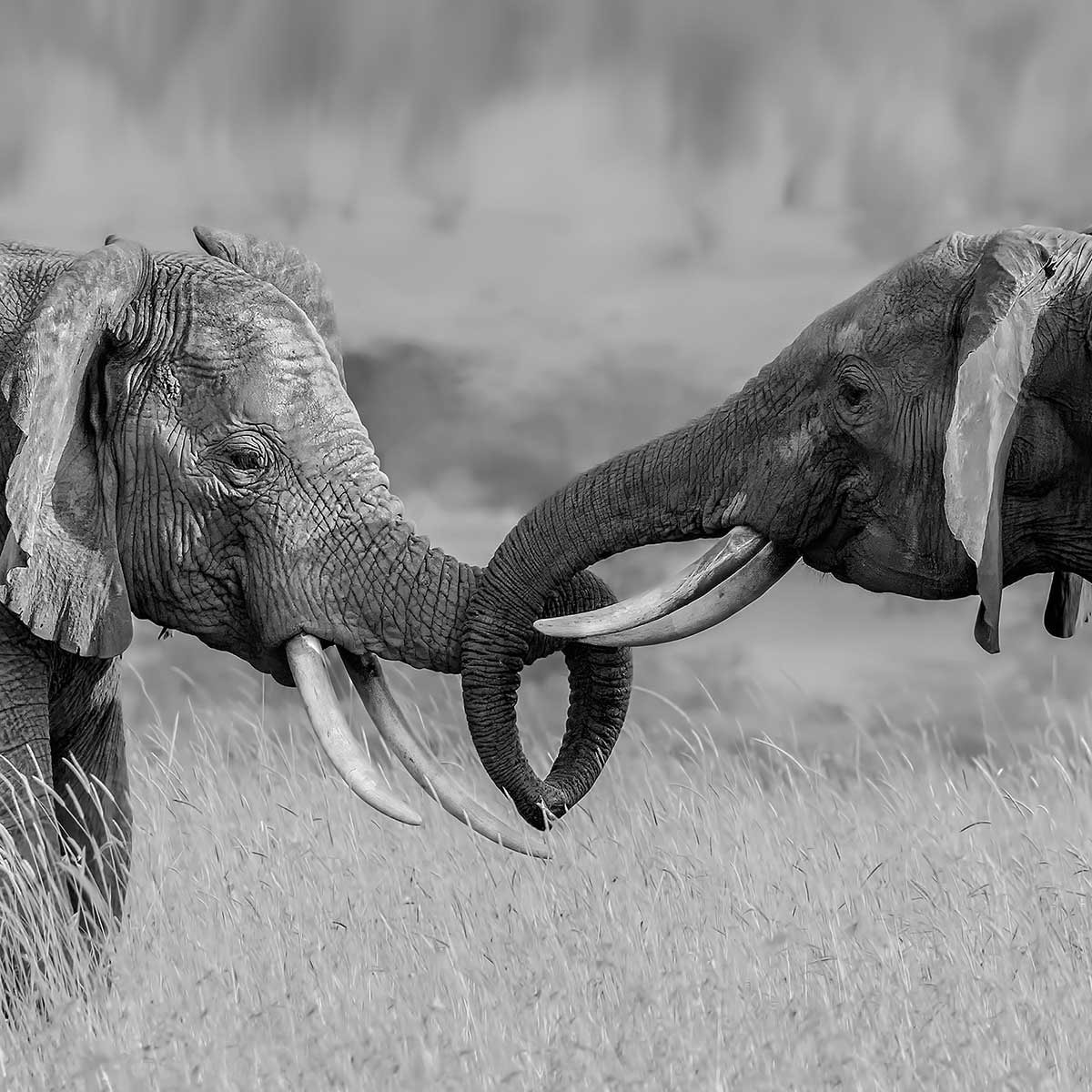 Affiche éléphant ...qui es tu? Affiche sous cadre noir