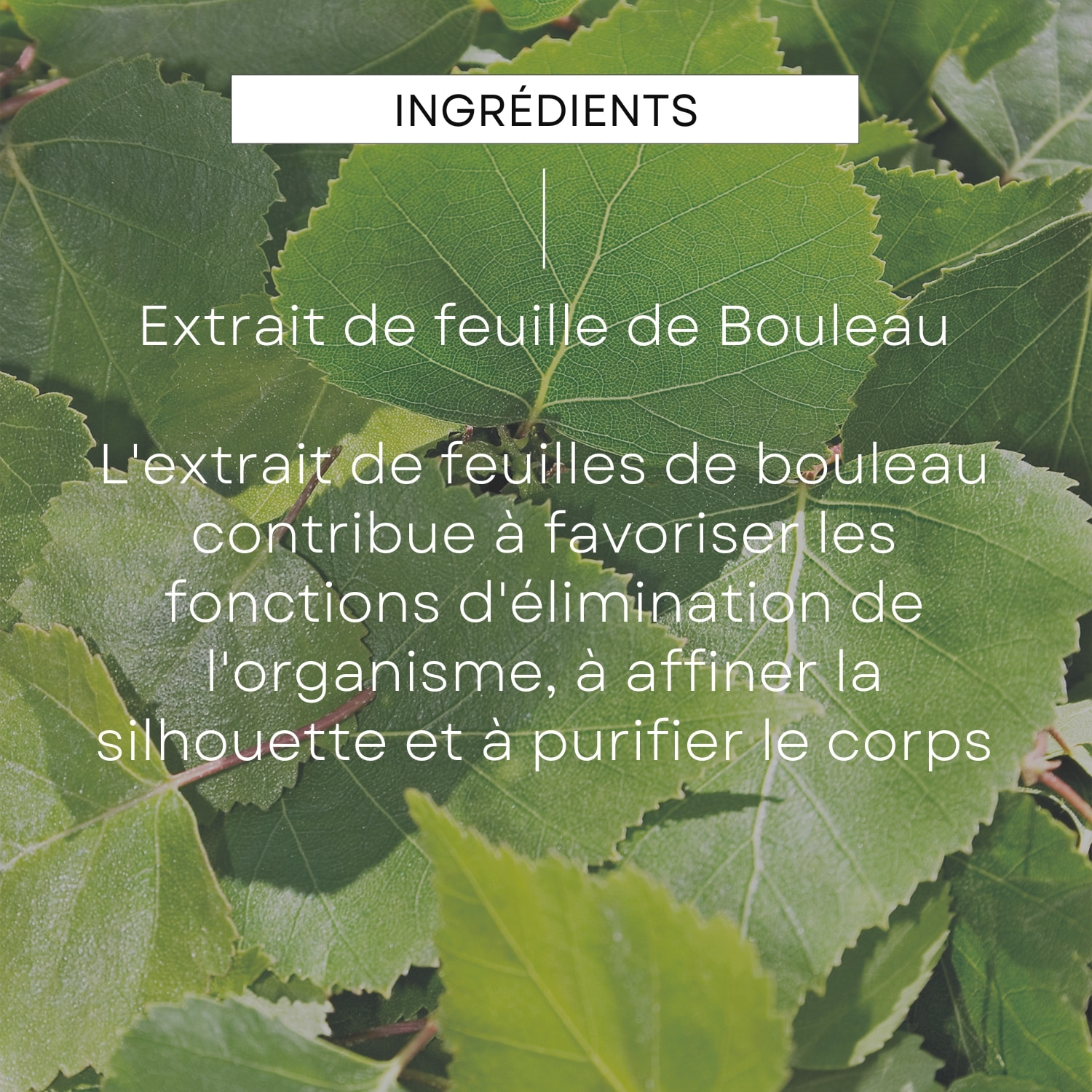 WELEDA - Crème de Douche gommante au Bouleau - 150 ml