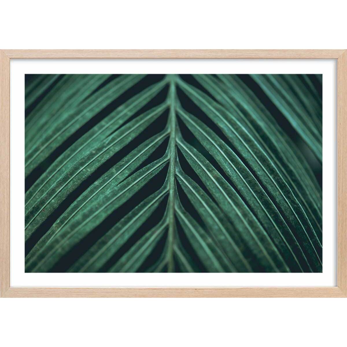 Affiche feuille palmen Affiche + cadre en bois - Chêne