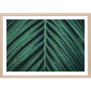 Affiche feuille palmen Affiche + cadre en bois - Chêne