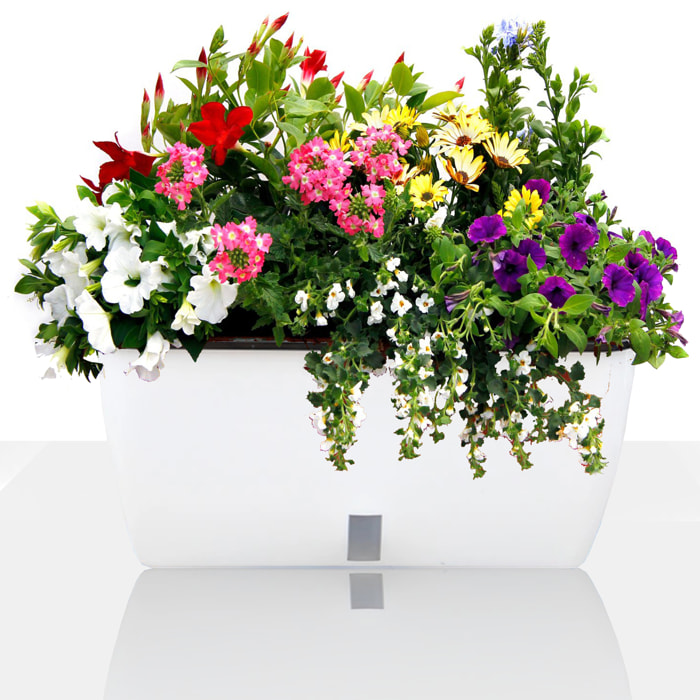 Tomasucci Vaso autoinnaffiante per esterno / interno DAHLIA BIG multicolore