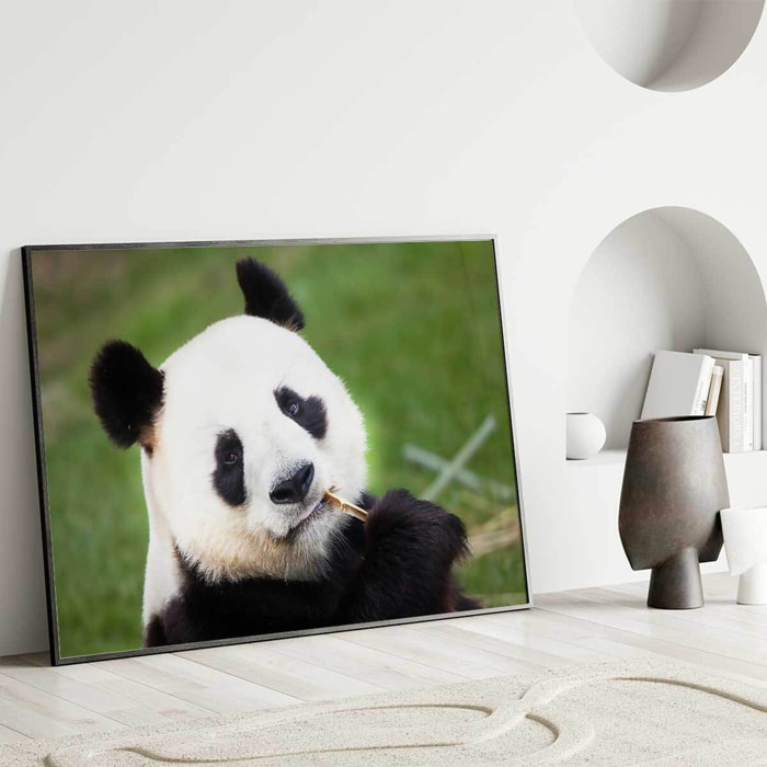 Affiche encadrée panda géant mangeant du bambou Affiche + cadre en métal - Noir