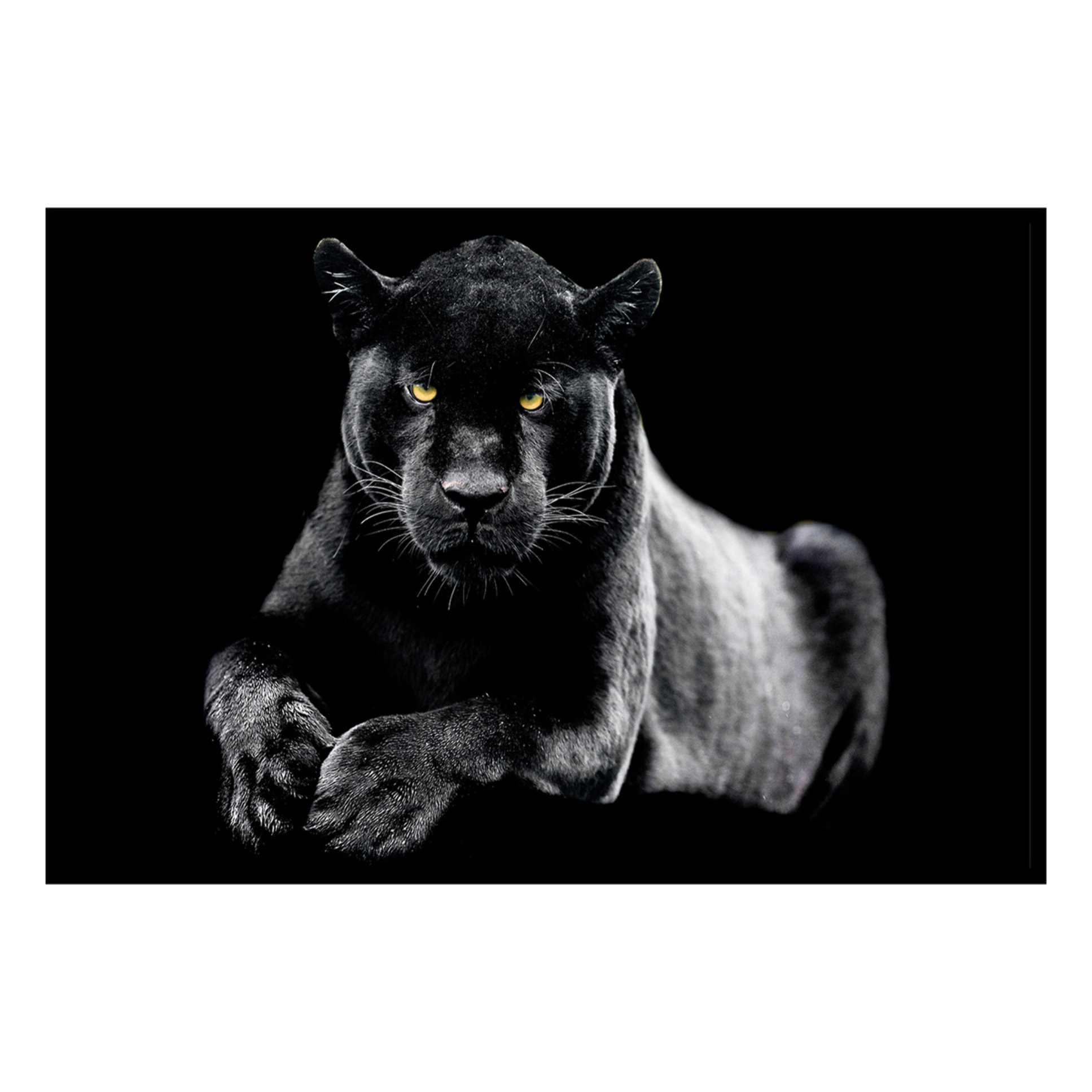 Affiche encadrée panthère noire Affiche + cadre en métal - Noir