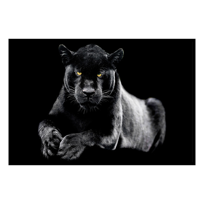 Affiche encadrée panthère noire Affiche + cadre en métal - Noir