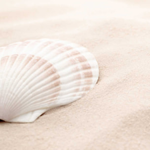 Poster coquillage Affiche sous cadre bois
