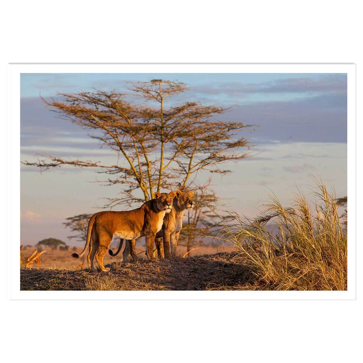 Affiche Lionnes... Affiche seule