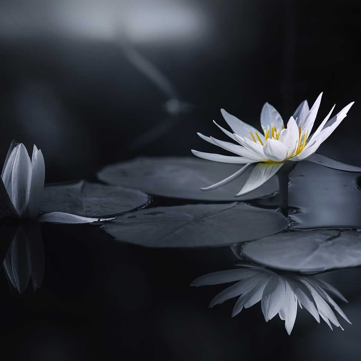 Affiche fleurs Alba nénuphar Affiche seule