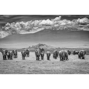 Tableau mysterieux voyage des éléphants Tableau plexiglas