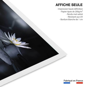 Affiche fleurs Alba nénuphar Affiche seule