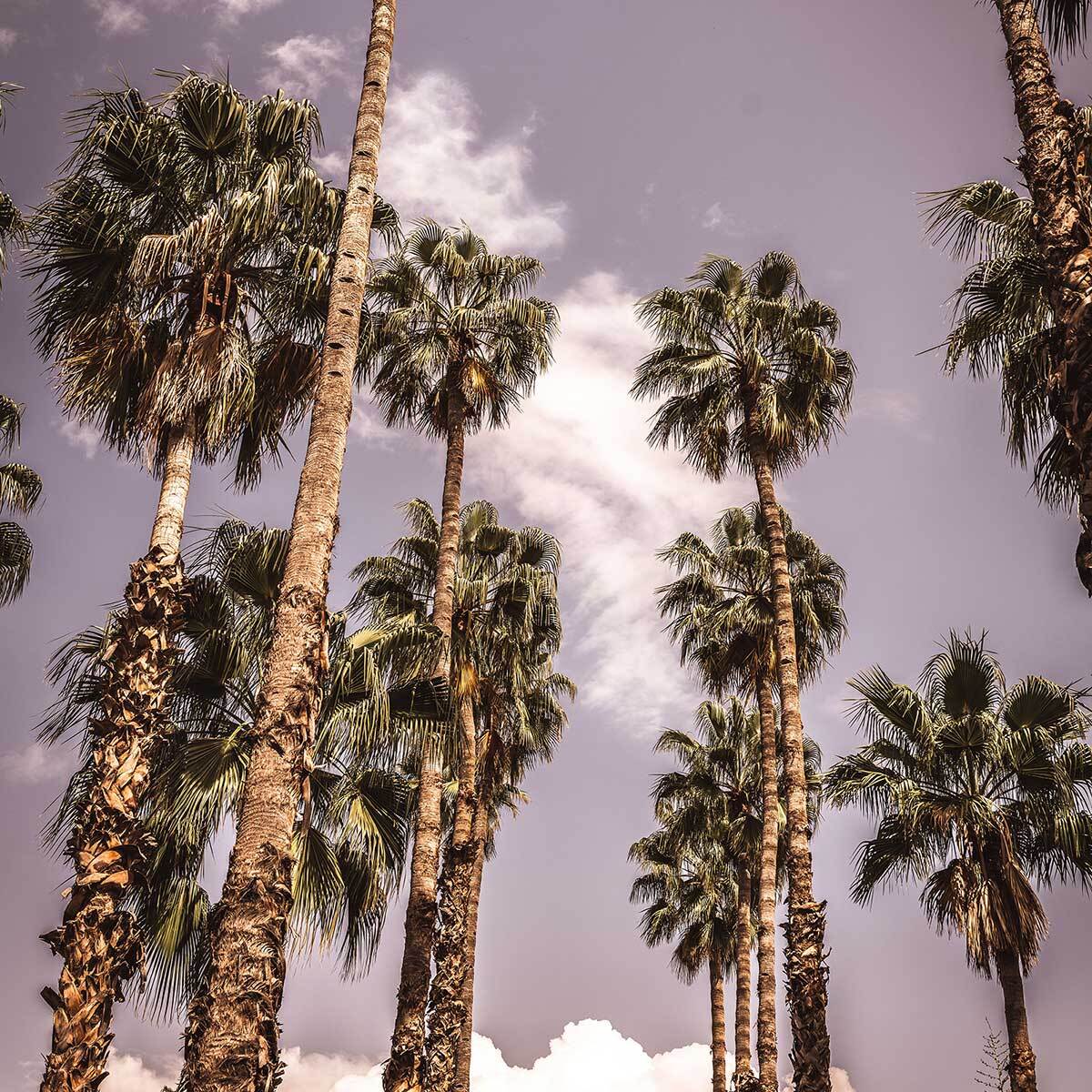 Affiche los angeles beverly hills Affiche + cadre en bois - Chêne