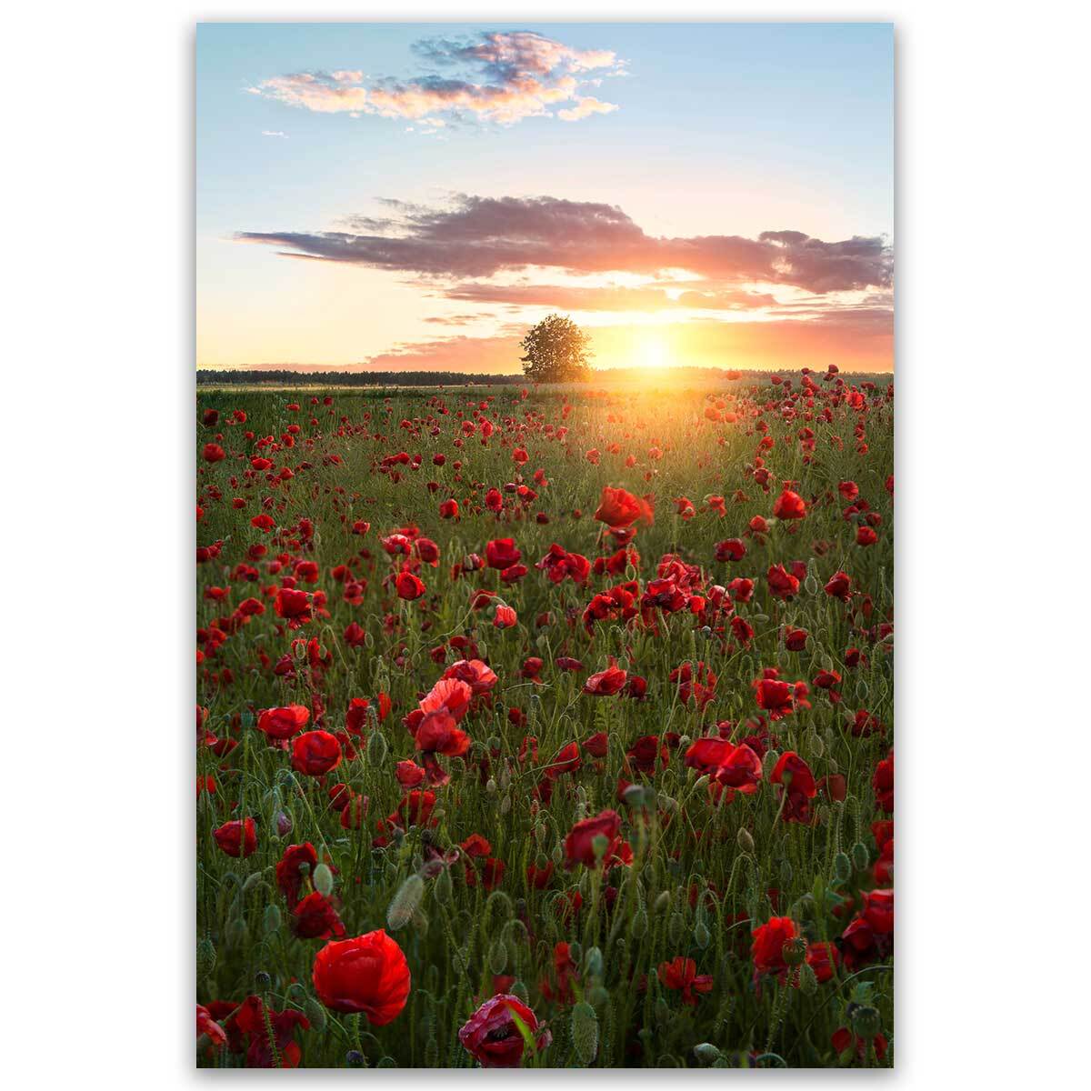 Tableau champs de coquelicots Suede en fleurs Toile imprimée