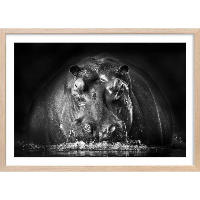 Affiche animaux portrait hippo Affiche sous cadre bois
