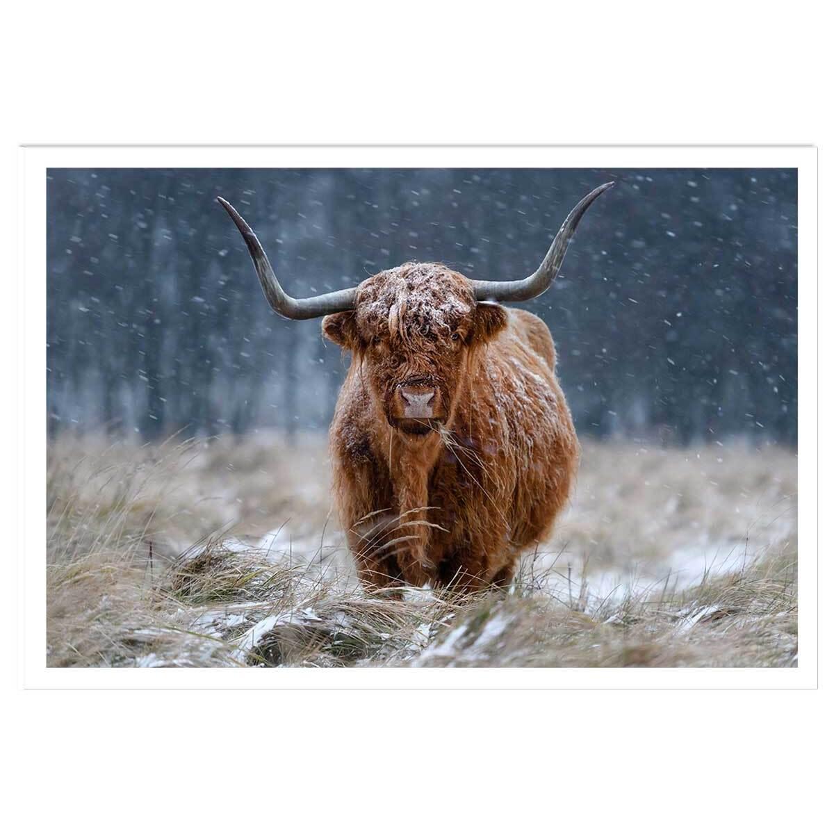 Affiche Vache Highland Affiche seule