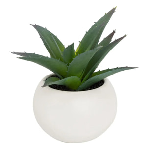Plante grasse en pot H13
