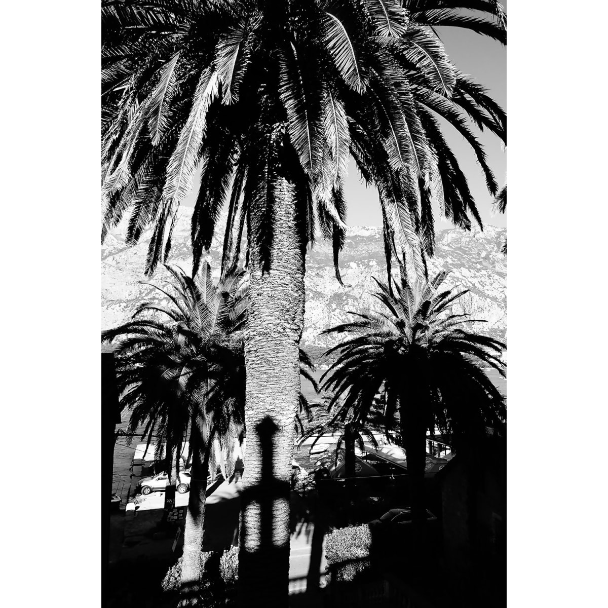 Tableau noir et blanc palmiers monténégro Tableau alu Dibond