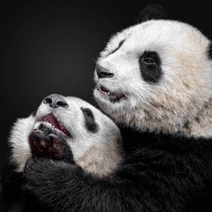 Affiche enfant pandas  Affiche + cadre en bois - Noir