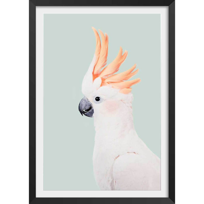 Affiche enfant cockatoo  Affiche + cadre en bois - Noir