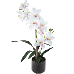 Orchidea Cymbidium Con 2 Diramazioni In Vaso. Altezza 50 Cm - Pezzi 1 - 25X50X25cm - Colore: Rosa - Bianchi Dino - Piante Fiorite In Vaso