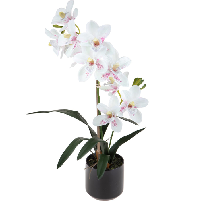 Orchidea Cymbidium Con 2 Diramazioni In Vaso. Altezza 50 Cm - Pezzi 1 - 25X50X25cm - Colore: Rosa - Bianchi Dino - Piante Fiorite In Vaso