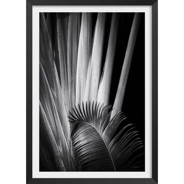 Poster jungle Marbella palm Affiche + cadre en bois - Noir