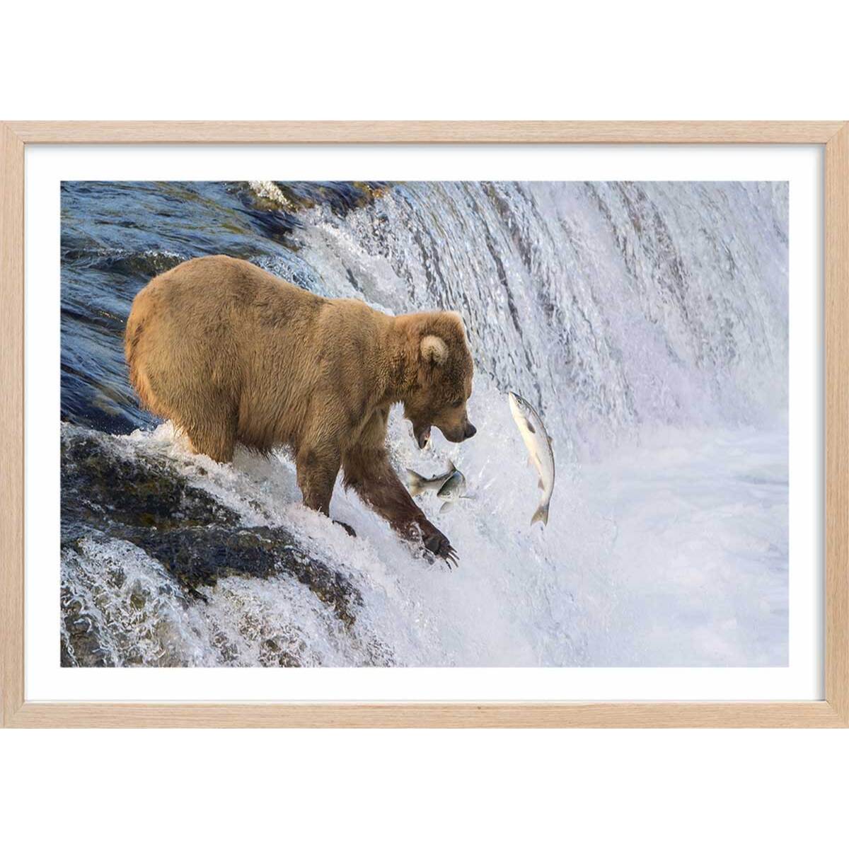 Affiche un ours pêche sur le bord Affiche + cadre en bois - Chêne