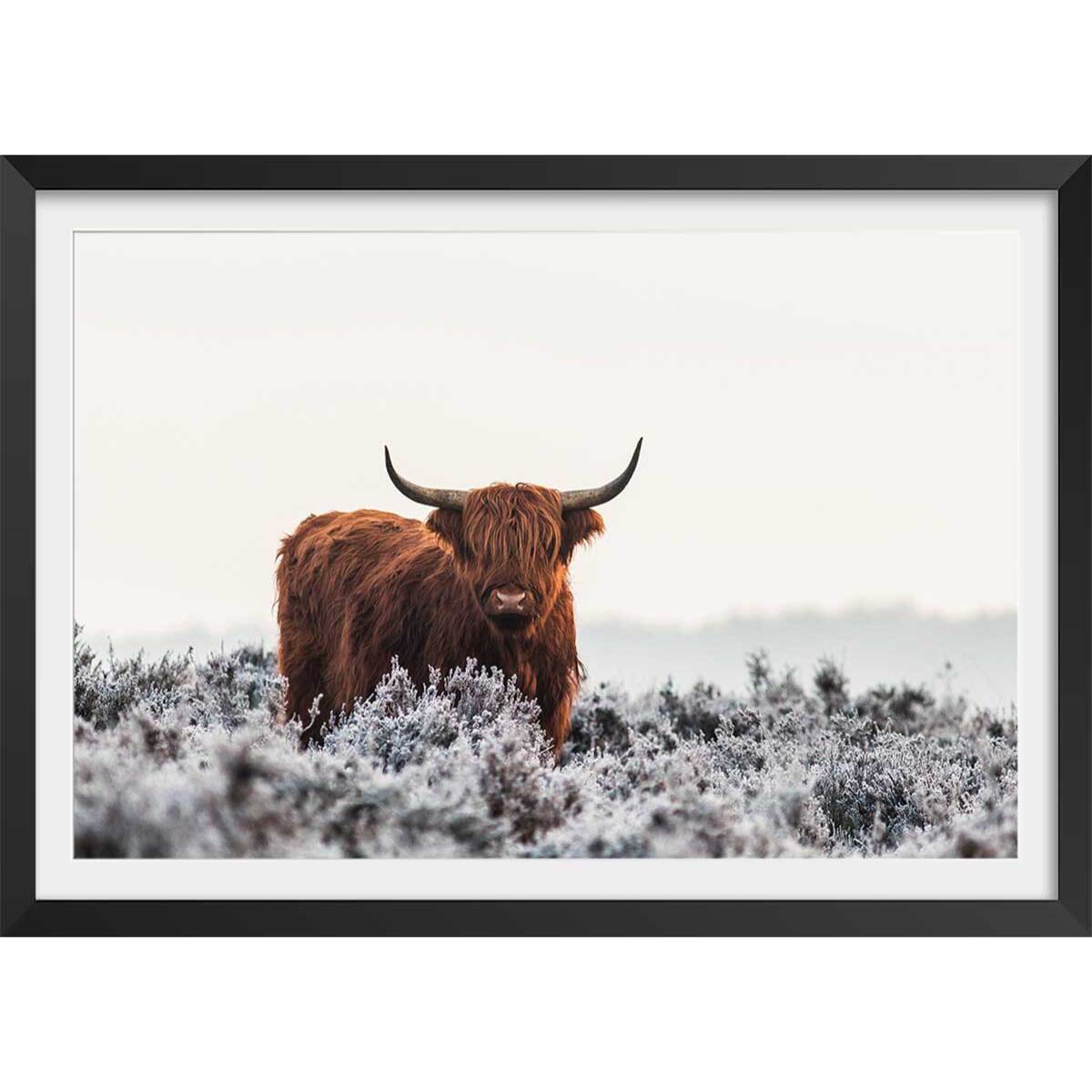 Poster highland sous la neige Affiche + cadre en bois - Noir