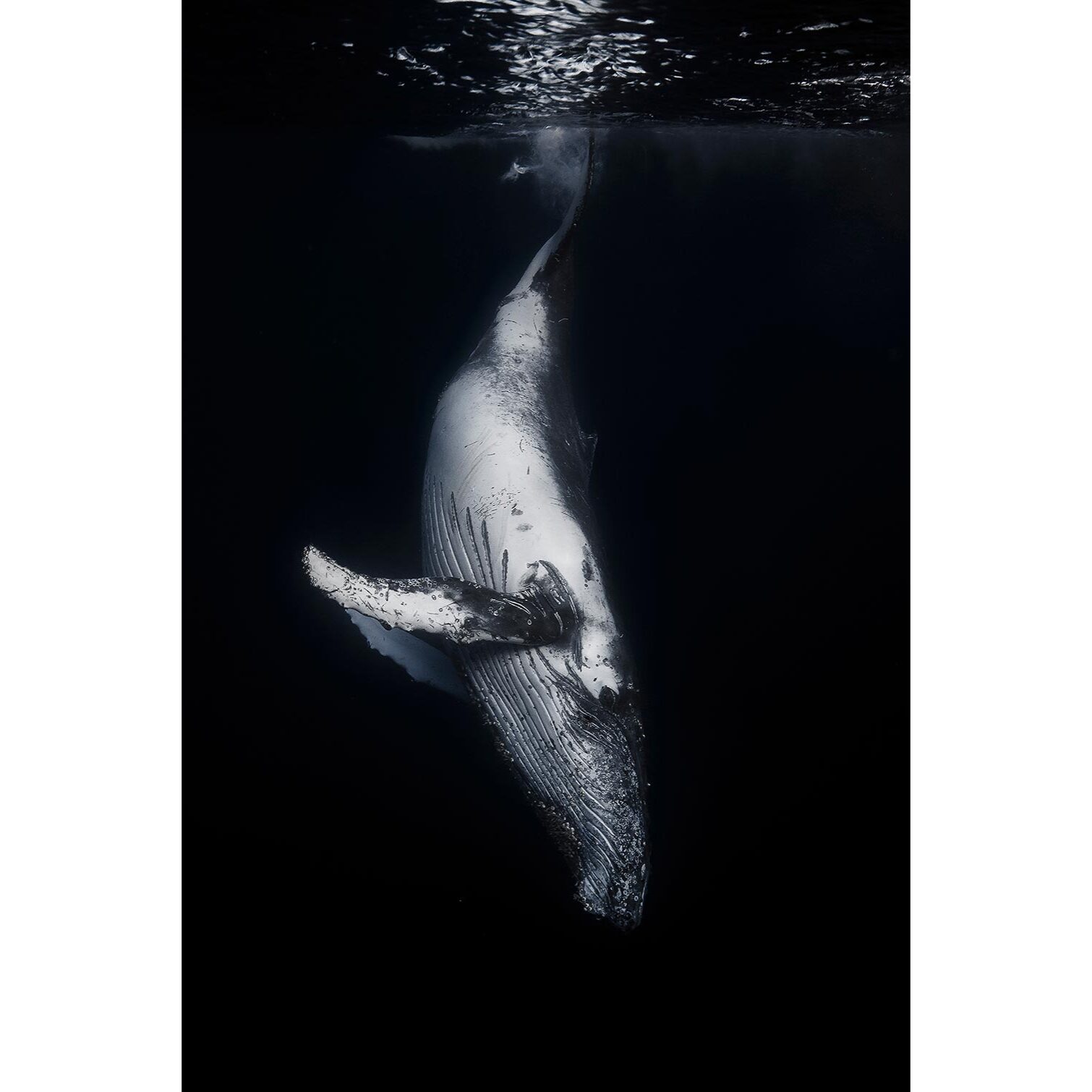 Tableau baleine baleine noire  Toile imprimée