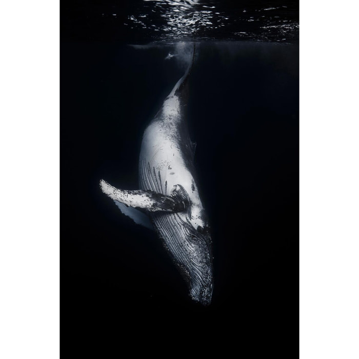 Tableau baleine baleine noire  Toile imprimée
