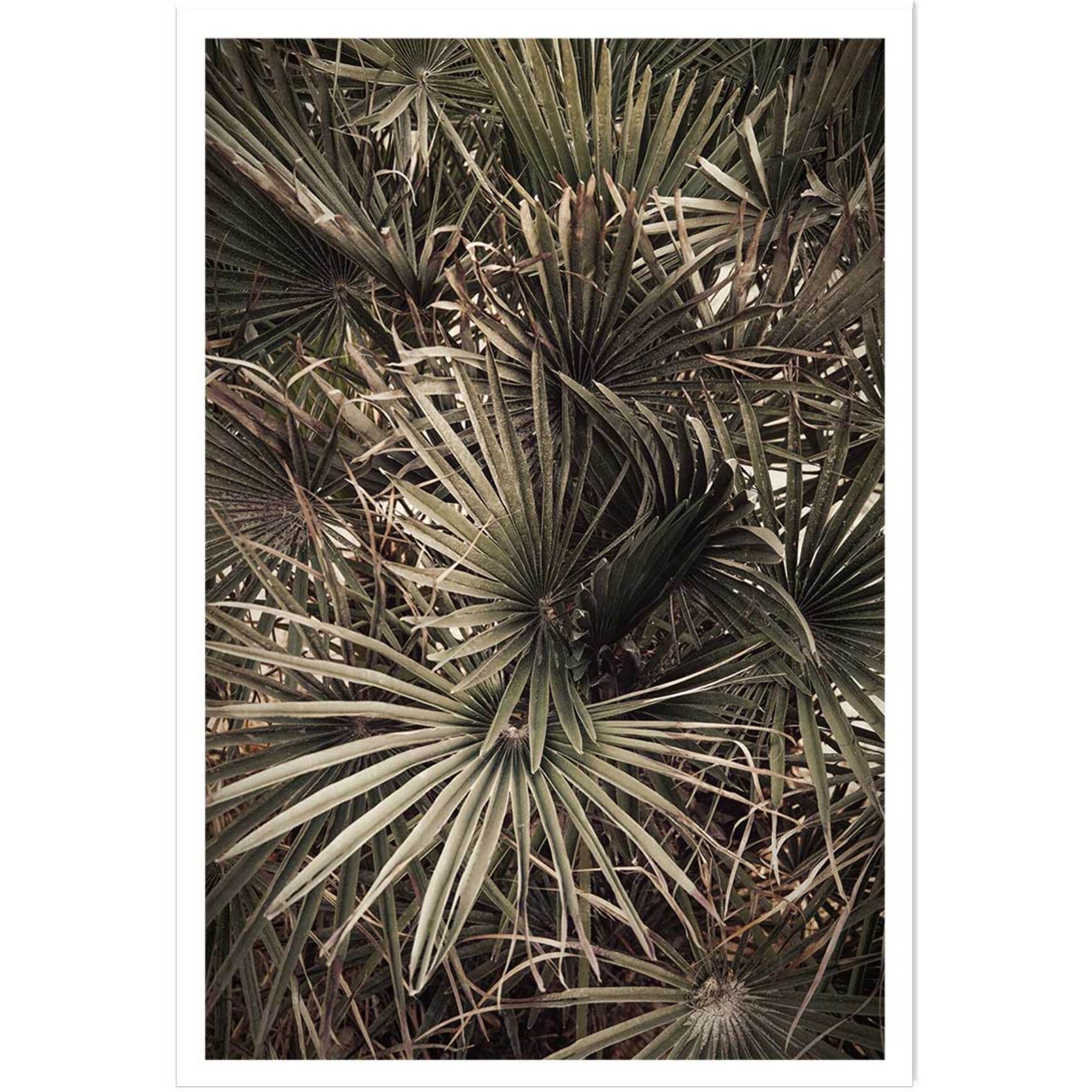 Poster tropicana mood Affiche seule