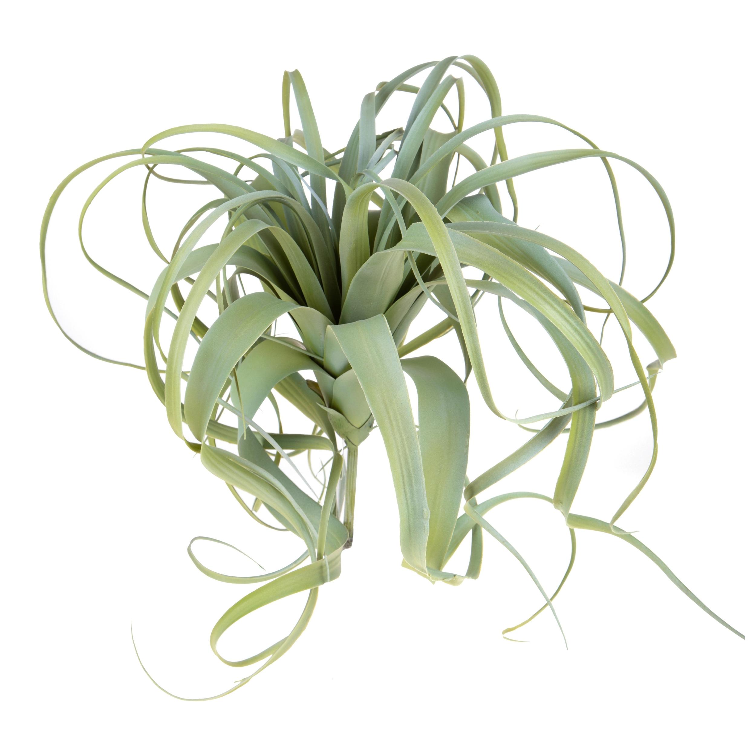 Tillandsia - Pezzi 1 - 60X60X60cm - Colore Verde - Bianchi Dino -