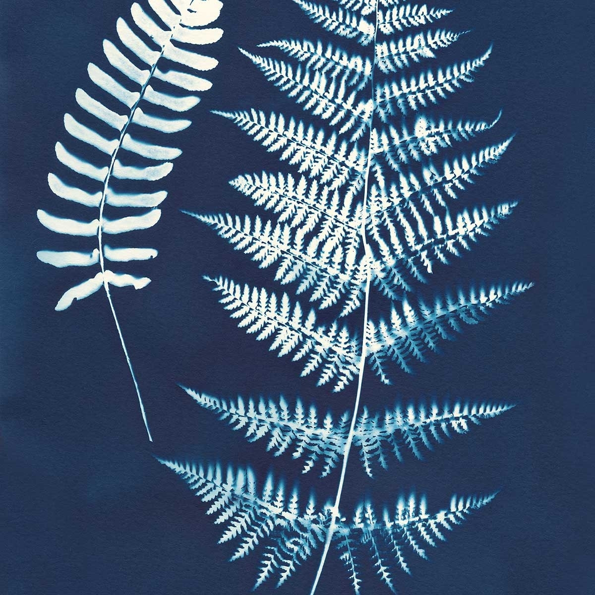 Affiche Duo fougères bleues Affiche + cadre en bois - Chêne