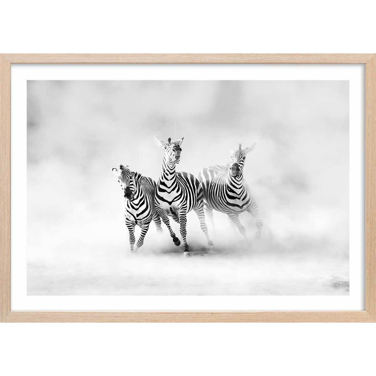 Affiche animaux racing stripes Affiche + cadre en bois - Chêne