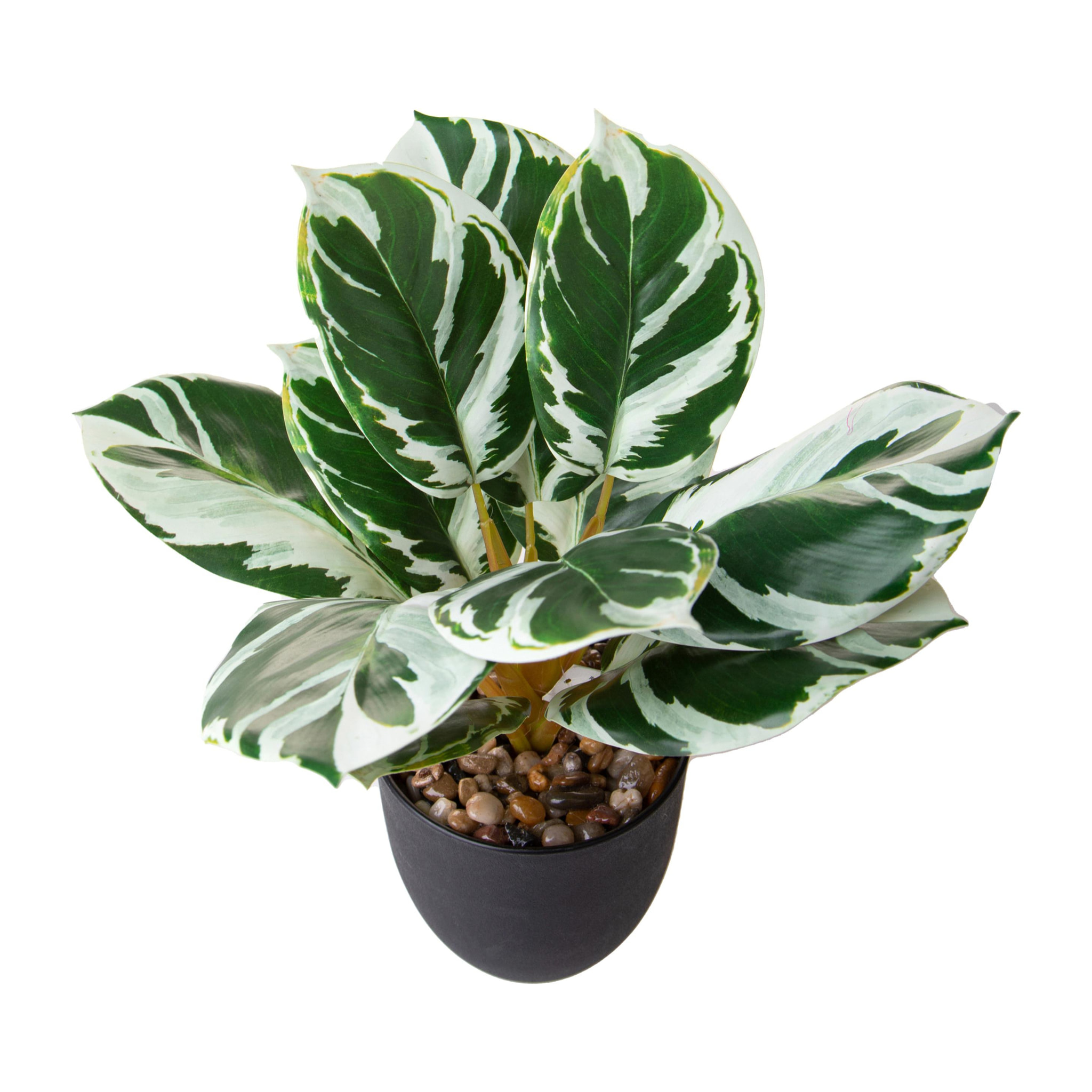 Maranta 11 Fgl In Vaso 36 Cm - Pezzi 4 - 15X36X15cm - Colore: Verde - Bianchi Dino - Piante Artificiali