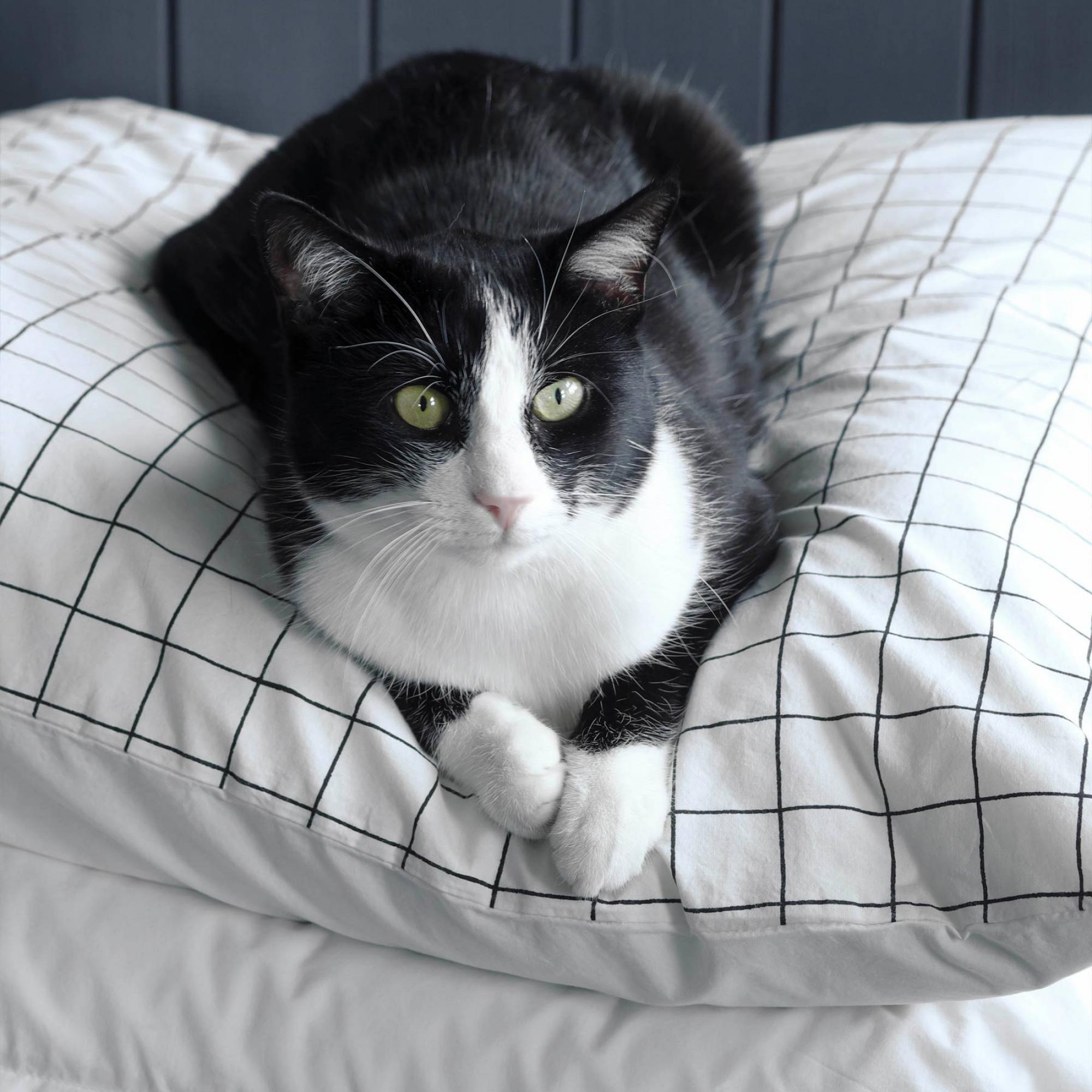 Taie d'oreiller Oscar