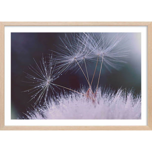Affiche fleurs dandelion seeds Affiche + cadre en bois - Chêne