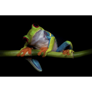 Tableau animaux Grenouille Tableau alu Dibond