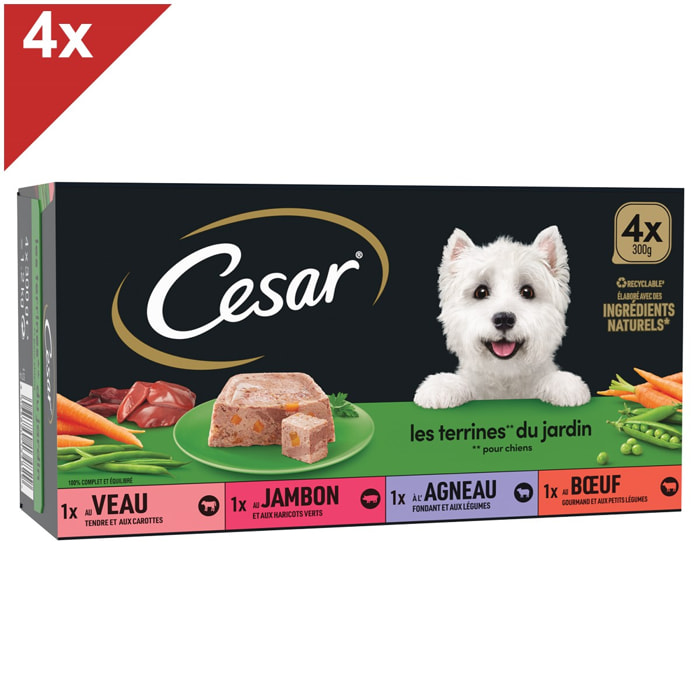 CESAR Barquettes en terrine 4 variétés pour chien 300g (4x4)