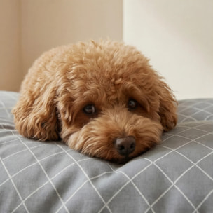 Housse antitaches pour lit pour animal 0120-297