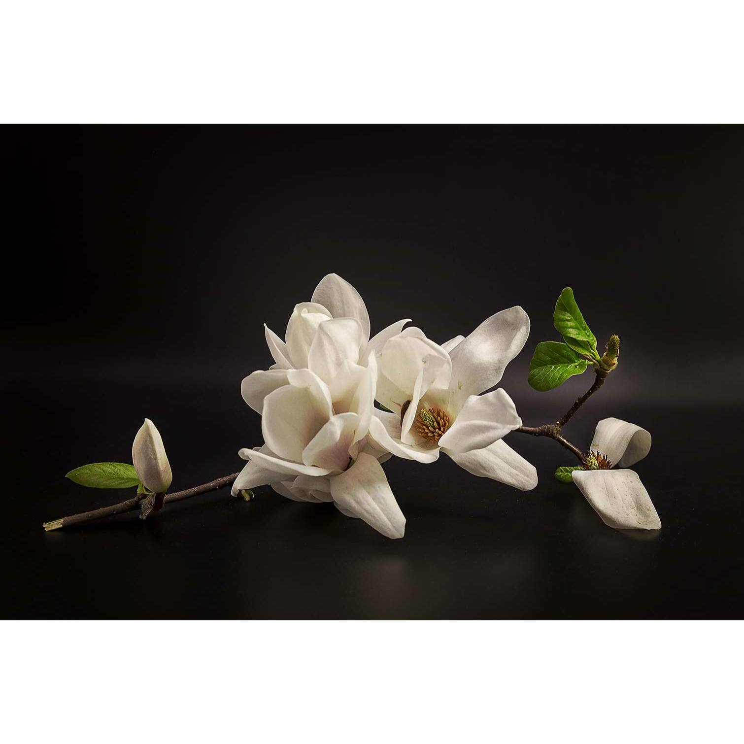 Tableau fleurs magnolia  Tableau plexiglas