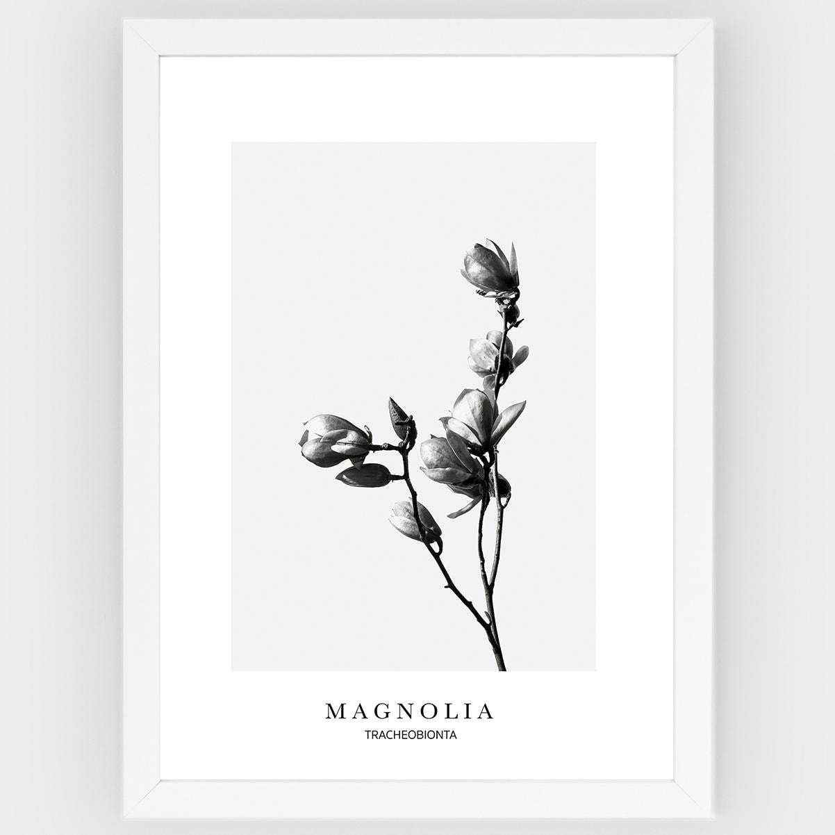 Poster Magnolia