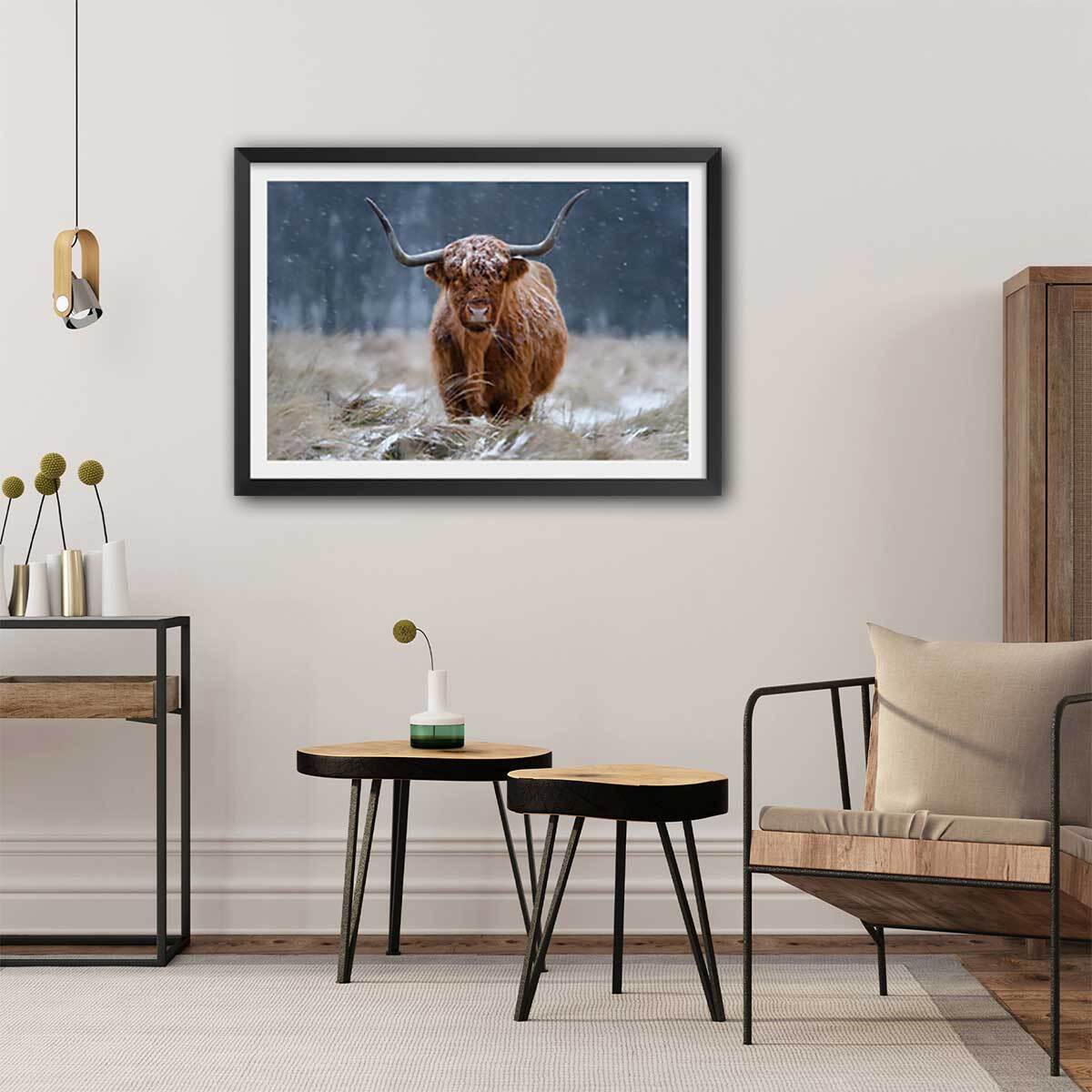 Affiche Vache Highland Affiche + cadre en bois - Noir