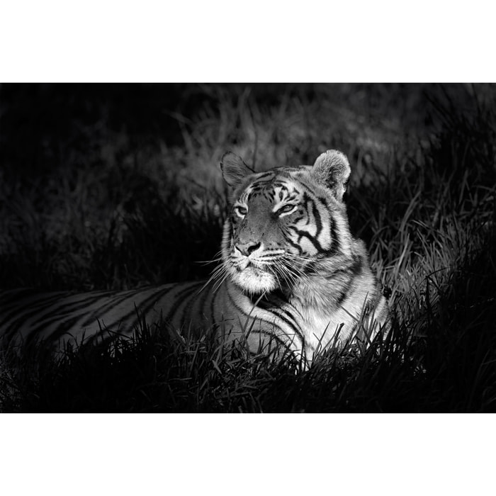 Tableau tigre Toile imprimée