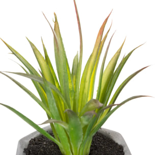 Plante grasse artificielle - pot en ciment - H14 cm