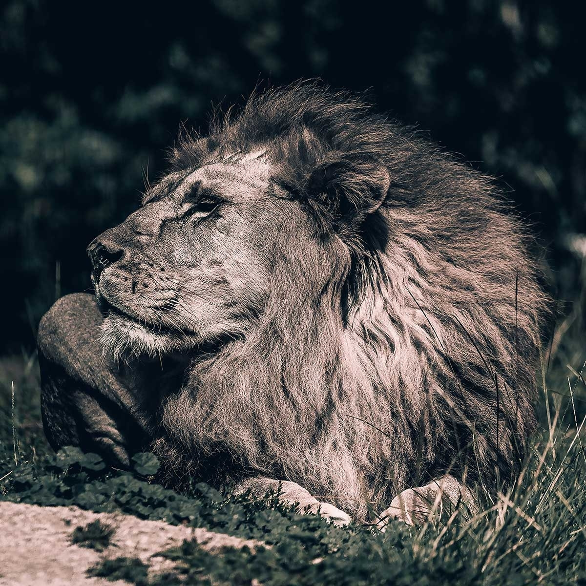 Affiche lion mon roi Affiche seule