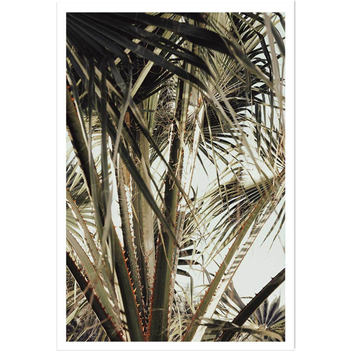 Poster cœur de palmier Affiche seule