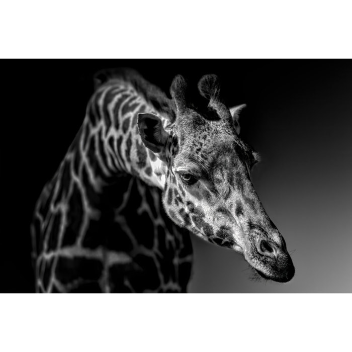 Tableau animaux girafe discrète Tableau plexiglas