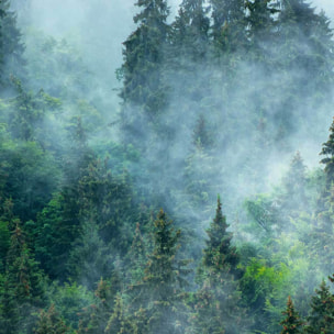 Affiche encadrée – Forêt de conifères dans la brume Affiche + cadre en métal - Noir