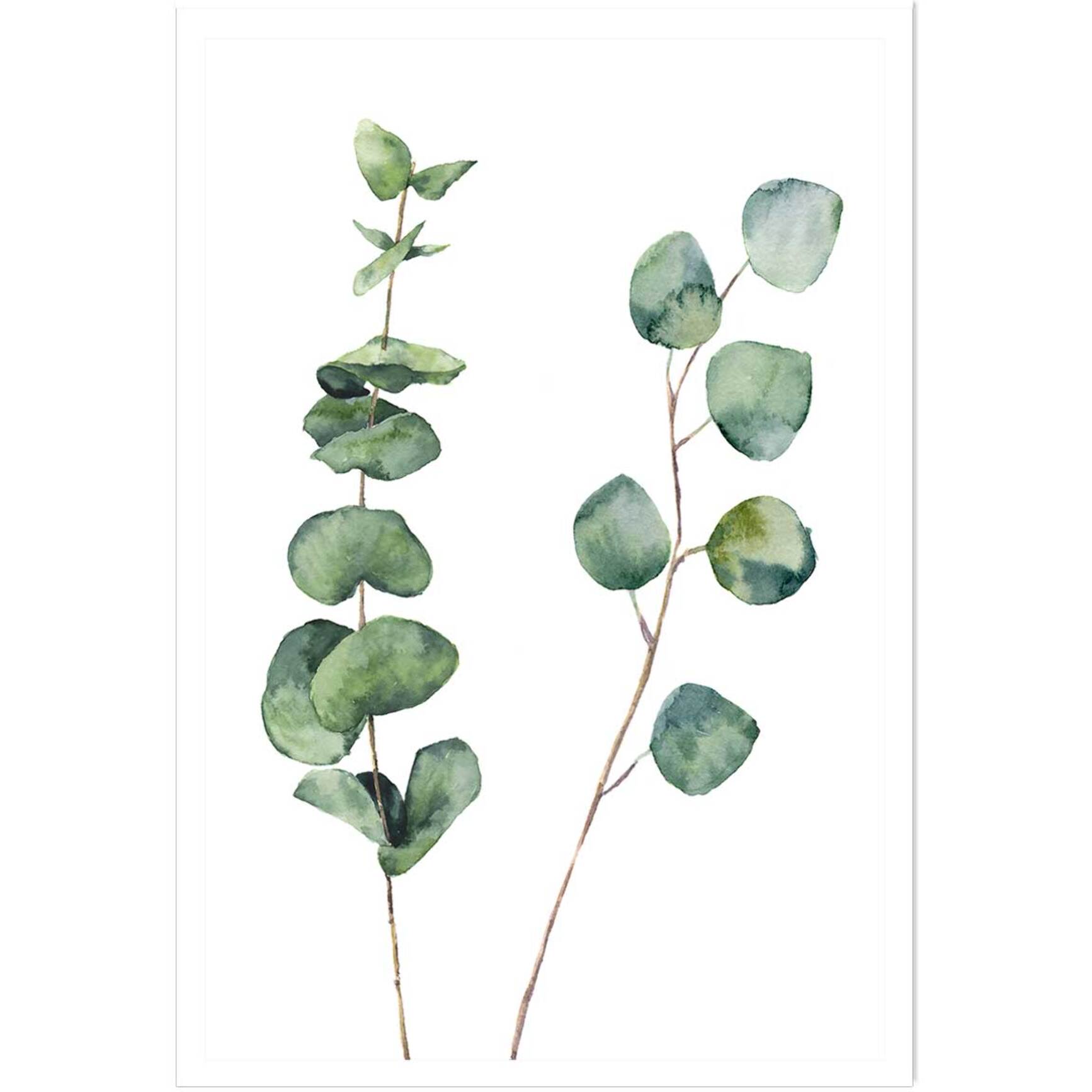 Affiche nature aquarelle feuille d' eucalyptus Affiche seule