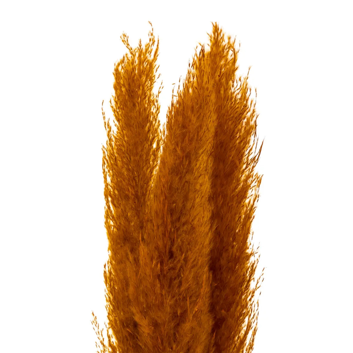 3 fleurs séchées "Pampa naturelle" jaune moutarde H110cm