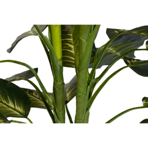 Plantaq Dieffenbachia Con Maceta 60x60x100 Cm